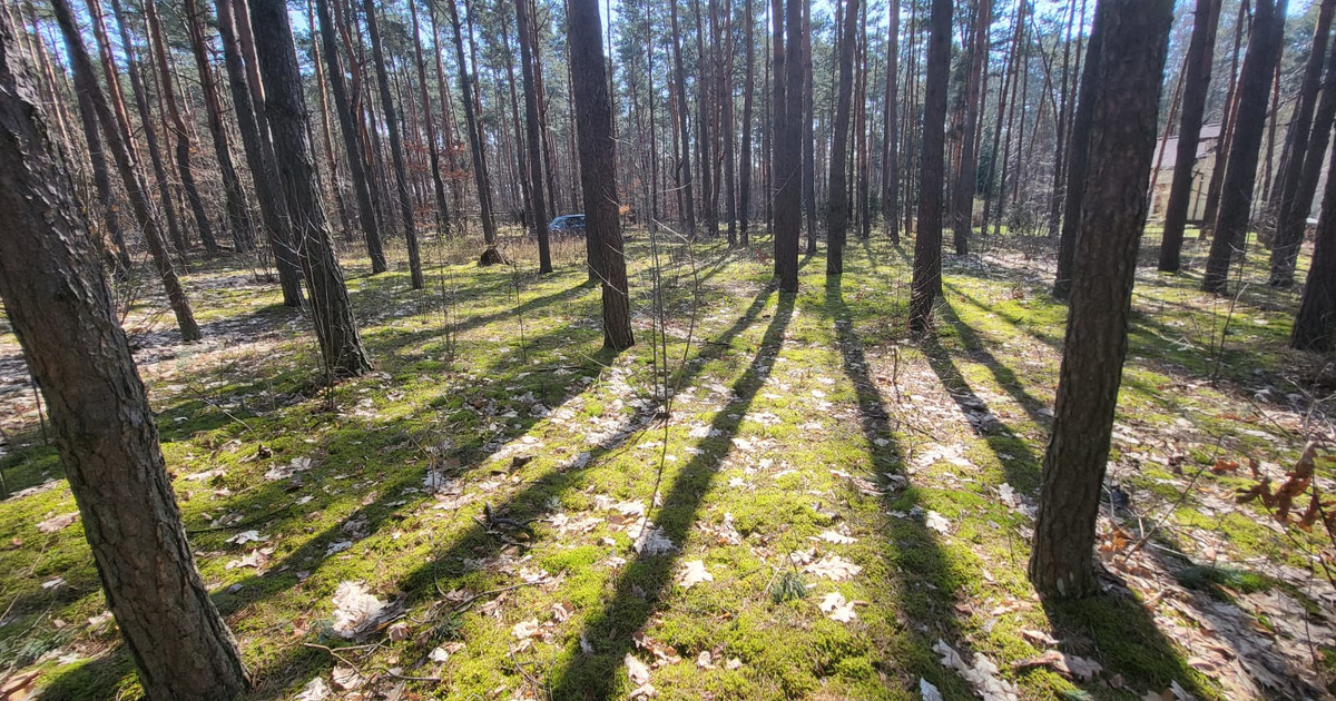 Piękna działka w otulinie leśnej z prawem do budowy