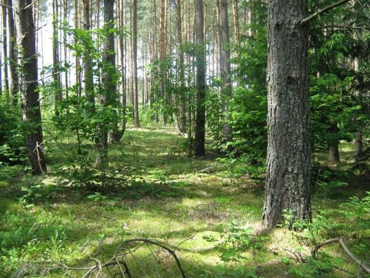 OKAZJA Bezpośrednio sprzedam 2 działki leśne w Lipowym Moście CENA DO NEGOCJACII