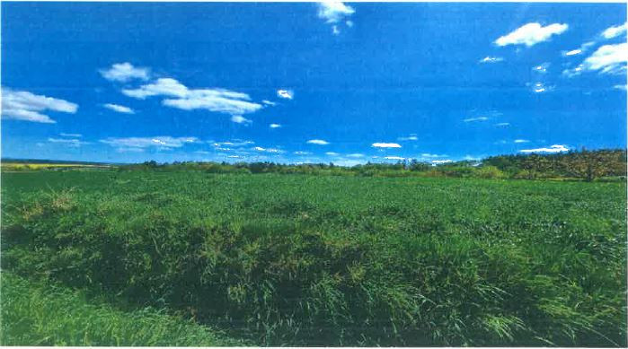 Syndyk sprzeda działkę rolną