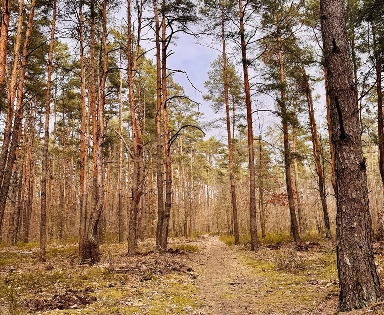 Działka leśno-budowlana 1622 m2 Zbójna Góra, Wawer