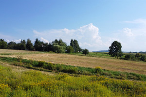 Działka na sprzedaż 2999m2 brzeski Dębno Sufczyn - zdjęcie 1