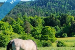 Działka na sprzedaż 5500m2 przemyski Fredropol Leszczyny - zdjęcie 1