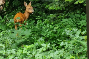 Działka na sprzedaż 4000m2 piaseczyński Piaseczno - zdjęcie 1