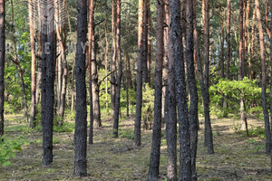 Działka na sprzedaż 5200m2 miński Dobre - zdjęcie 1