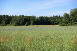 Działka na sprzedaż braniewski Wilczęta Stare Siedlisko - zdjęcie 2