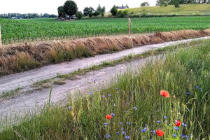 Działka na sprzedaż 4500m2 szamotulski Duszniki KUNOWO - zdjęcie 1