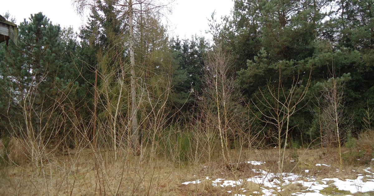 Działka leśno-budowlana w miejscowości Biały Ług 4100m, gmina Prażmów