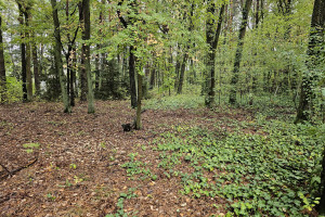 Działka na sprzedaż 1900m2 piaseczyński Lesznowola Magdalenka Podleśna - zdjęcie 1