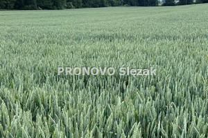 Działka na sprzedaż 3000m2 trzebnicki Oborniki Śląskie Borkowice - zdjęcie 2