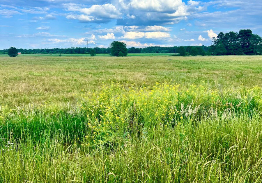 Na sprzedaż grunt- 1,5 ha, 25 km od Warszawy