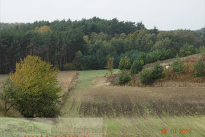 Działka na sprzedaż 18000m2 toruński Czernikowo - zdjęcie 3