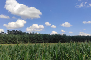 Działka na sprzedaż opolski Dąbrowa Siedliska - zdjęcie 1