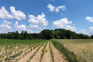 Działka na sprzedaż 3003m2 toruński Zławieś Wielka Zarośle Cienkie - zdjęcie 1