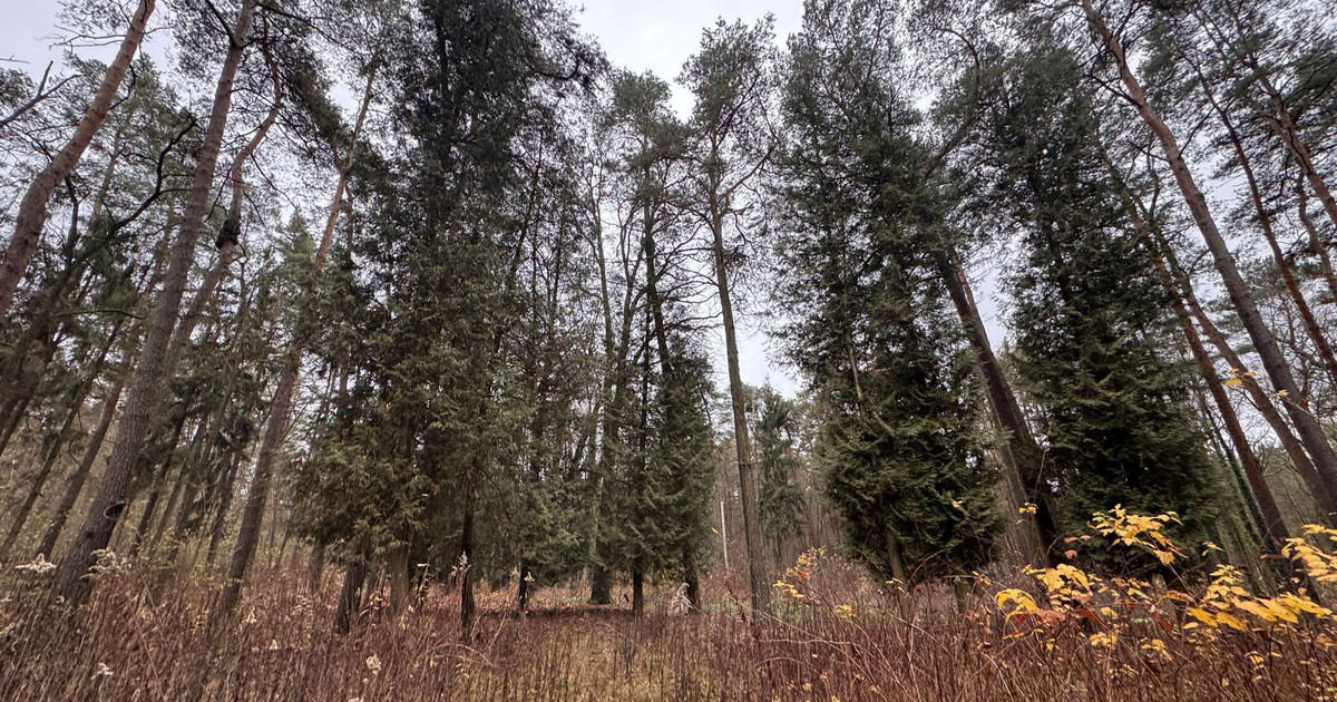 Atrakcyjna działka budowlana w strefie A Królewska Góra