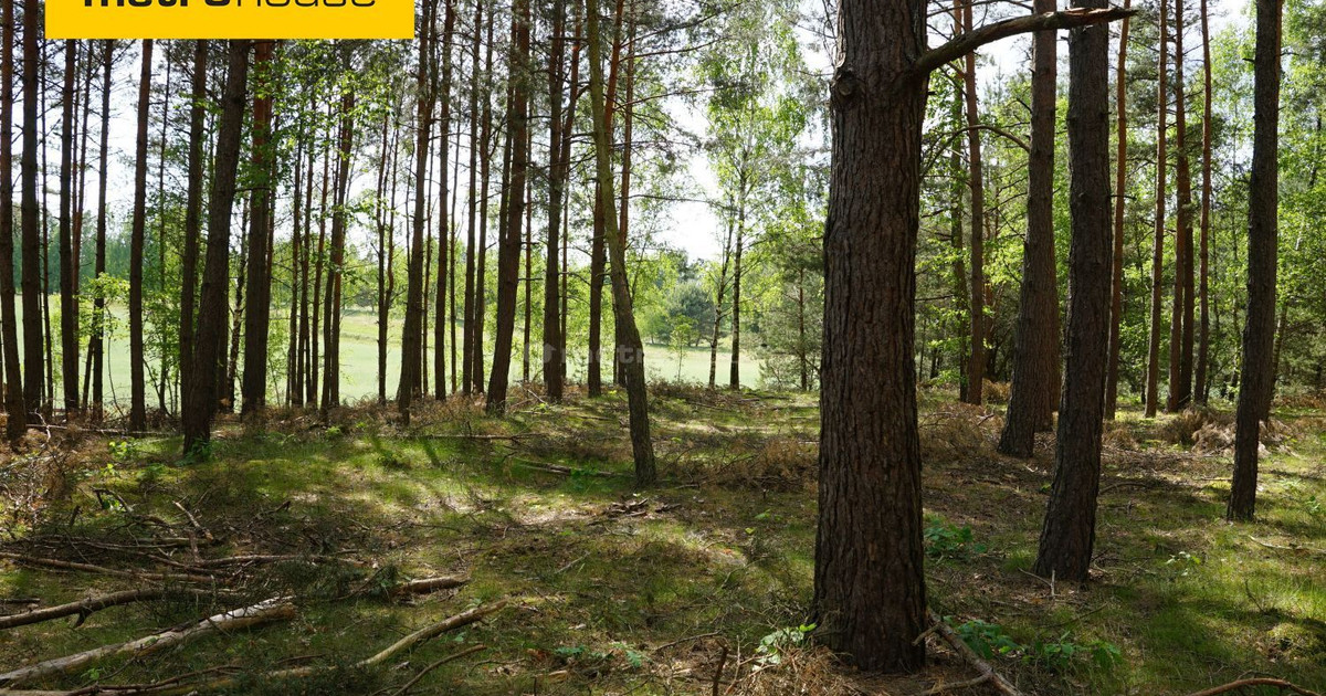 Ekskluzywna działka w lesie w Borach Tucholskich