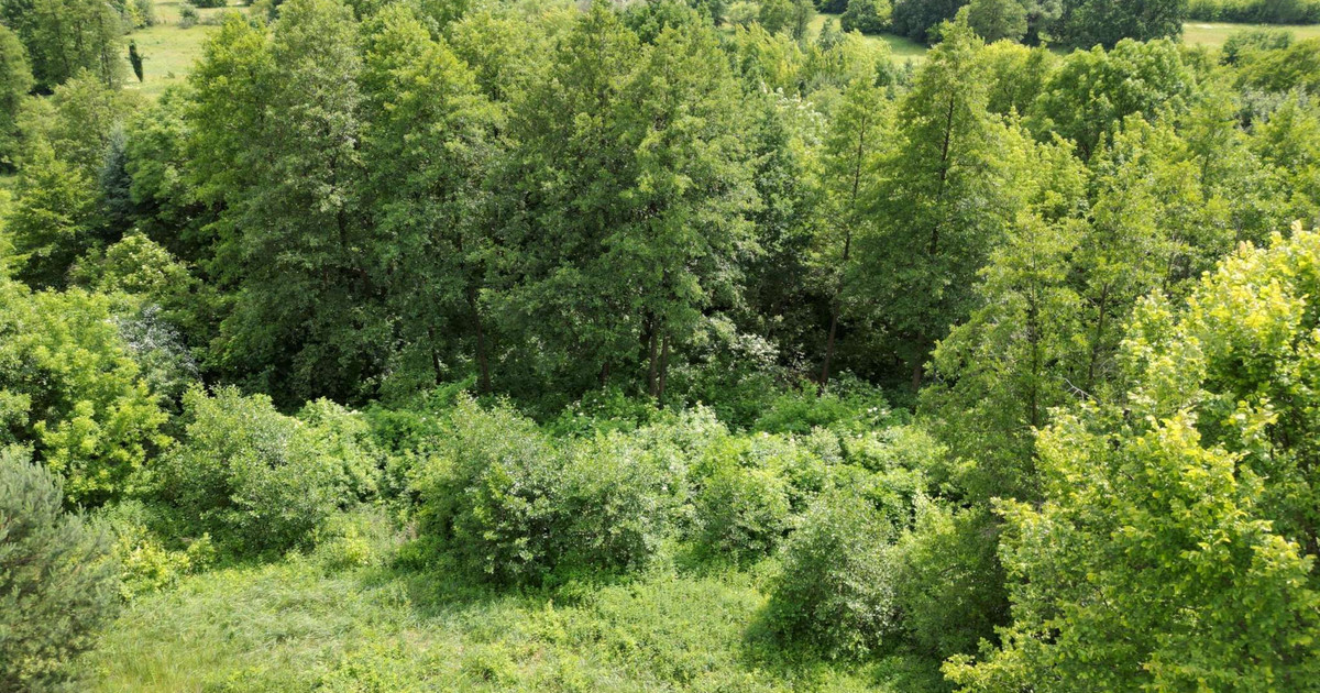 Duża działka 2ha przy Narwi, zabudowa siedliskowa