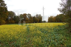 Działka na sprzedaż 10800m2 łęczyński Puchaczów Nadrybie-Wieś - zdjęcie 1