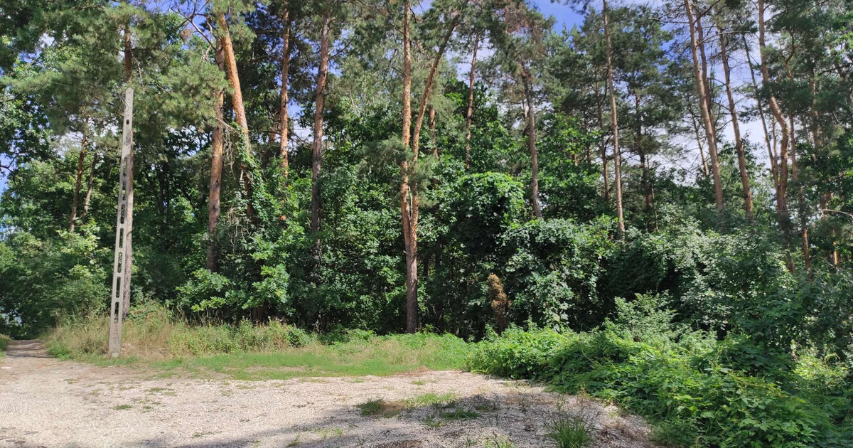 Piękna działka z lasem Jabłonna Tarchomin Białołęka