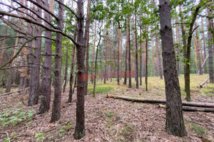 Działka na sprzedaż 11550m2 opolski Ozimek Krasiejów - zdjęcie 2