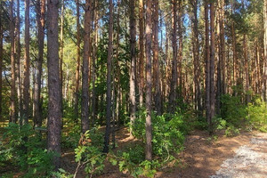 Działka na sprzedaż 2000m2 warszawski zachodni Izabelin Truskaw - zdjęcie 2