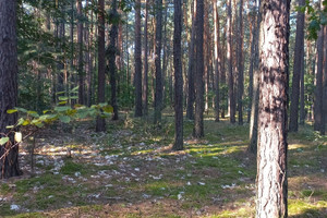 Działka na sprzedaż 2100m2 pruszkowski Raszyn Sękocin-Las - zdjęcie 1