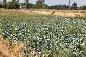 Działka na sprzedaż 16000m2 miński Halinów Wielgolas Duchnowski - zdjęcie 1