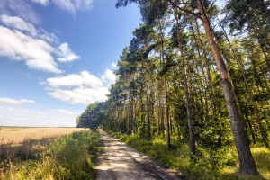 Działka na sprzedaż 10700m2 mogileński Strzelno Ostrowo - zdjęcie 1