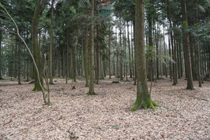 Działka na sprzedaż 1027m2 suski Budzów - zdjęcie 1