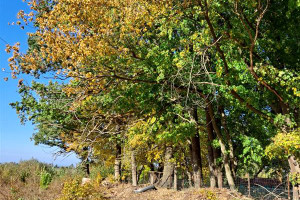 Działka na sprzedaż 10832m2 elbląski Tolkmicko Suchacz Suchacz - zdjęcie 1