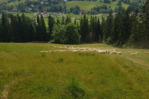 Działka na sprzedaż 2937m2 tatrzański Zakopane Łosiówki - zdjęcie 1