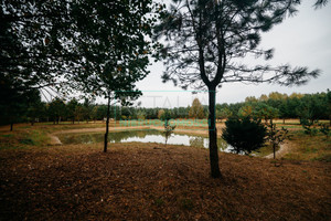 Działka na sprzedaż 12000m2 żyrardowski Radziejowice Podlasie - zdjęcie 1