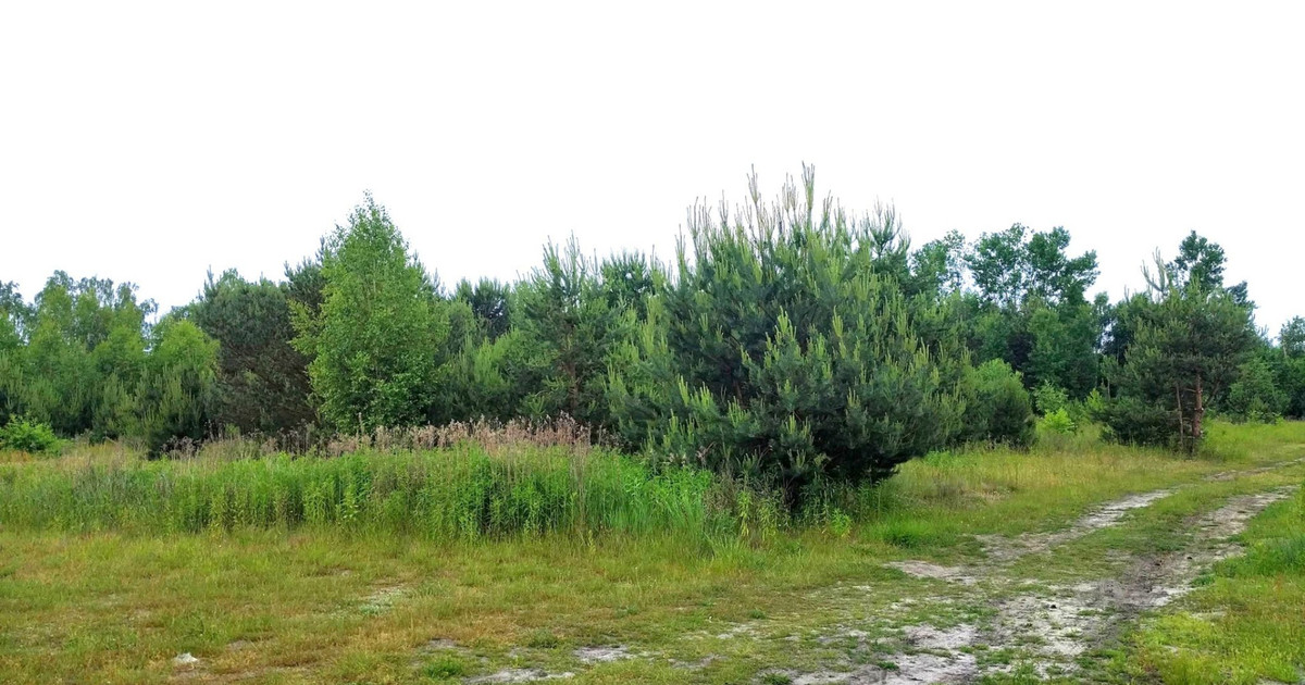 Działka budowlana NAROŻNA 1200 m2 Góra Kalwaria KRZAKI CZAPLINKOWSKIE ul Główna