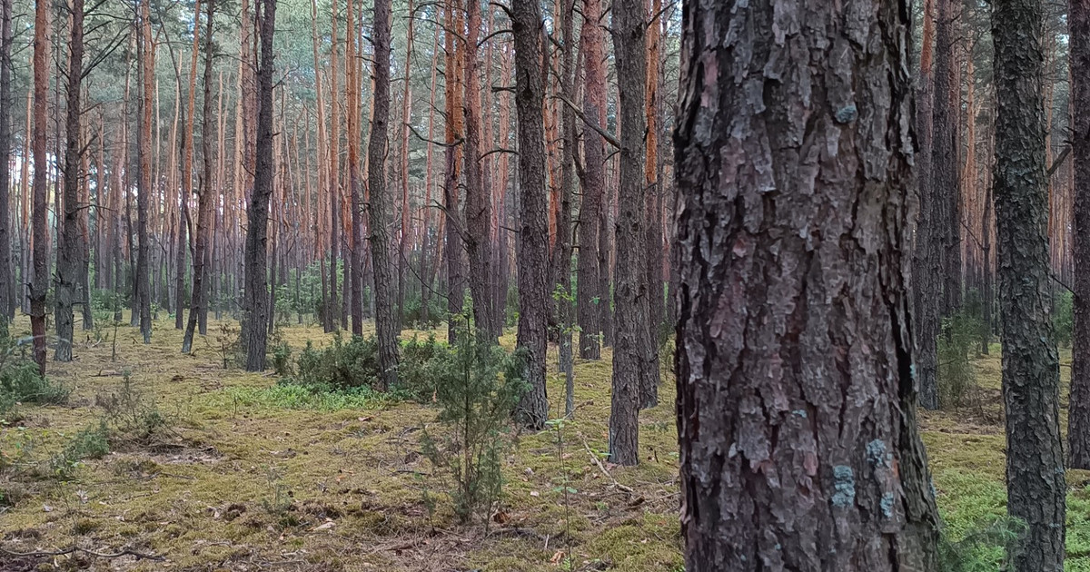 Działka na sprzedaż - Widok 2