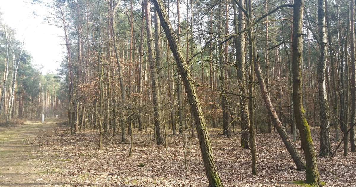 Działka na sprzedaż - Widok 2
