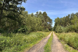 Działka z pięknym drzewostanem
