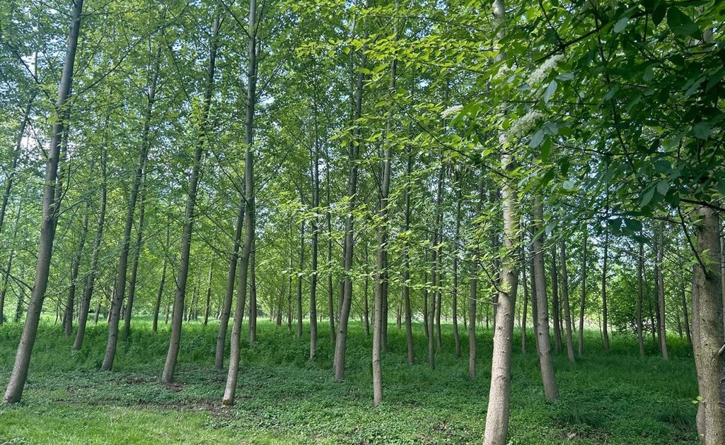 Działka na sprzedaż - Widok 2