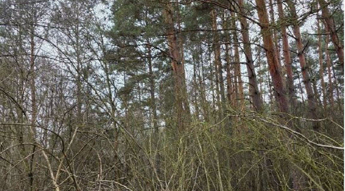Działka na sprzedaż - Widok 2