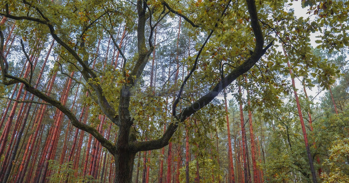 Działka na sprzedaż - Widok 2