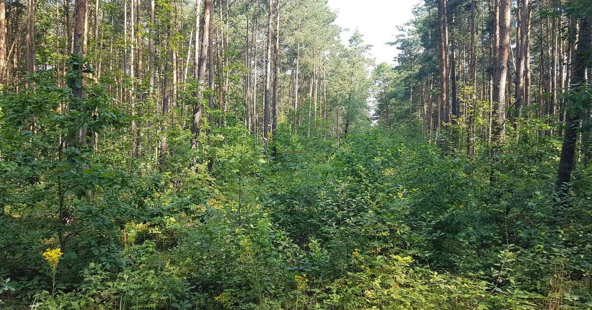 Działka na sprzedaż - Widok 2