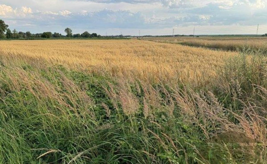 Działka na sprzedaż - Widok 2