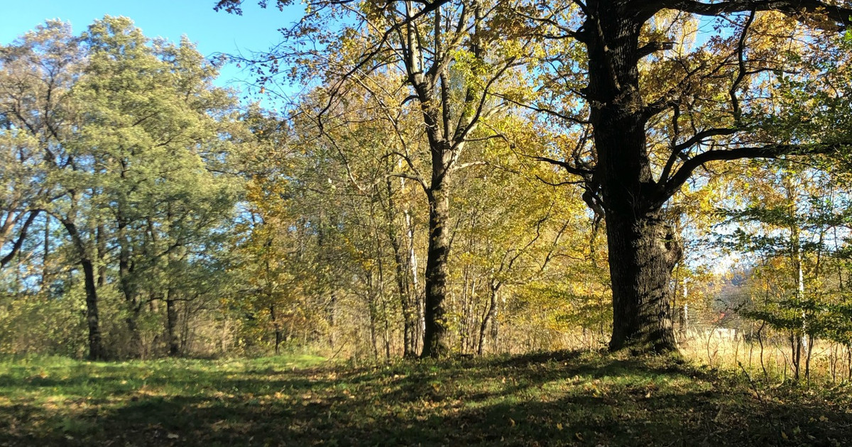 Działka na sprzedaż - Widok 2