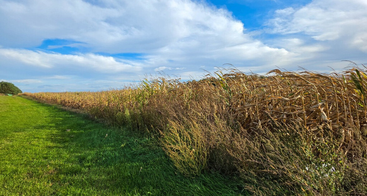 Działka na sprzedaż - Widok 2