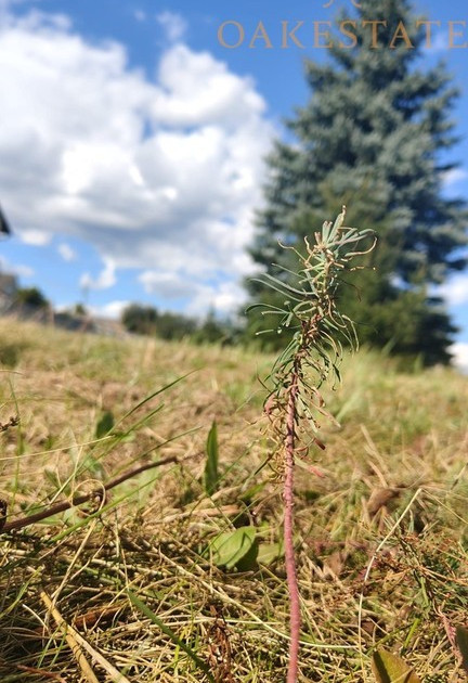 Działka na sprzedaż - Widok 2