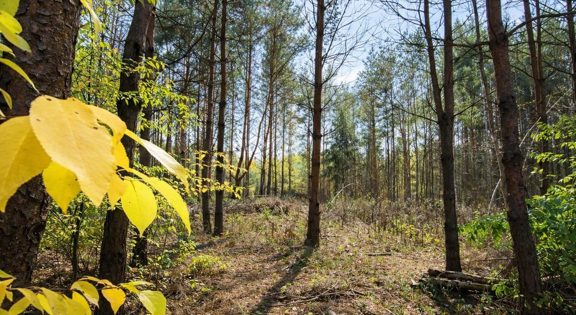 Działka na sprzedaż - Widok 2