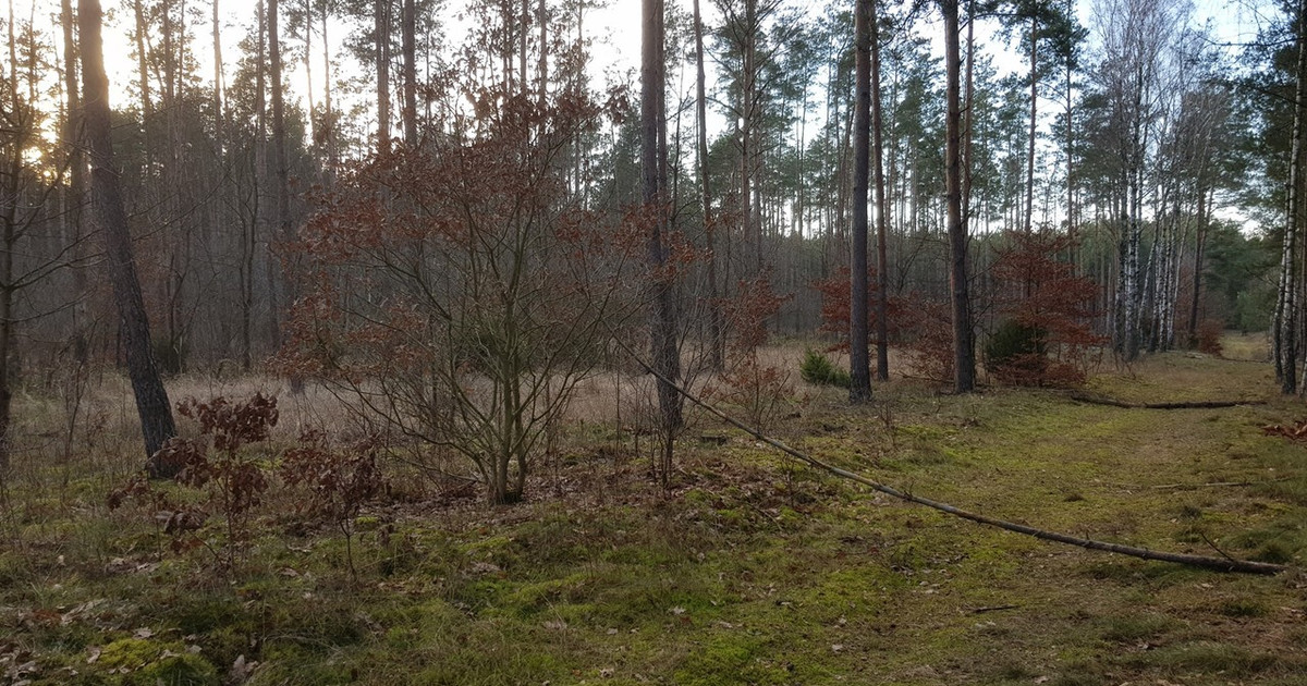 Działka na sprzedaż - Widok 2