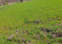 Morizon WP ogłoszenia | Działka na sprzedaż, Kampinos, 2000 m² | 6004
