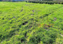 Morizon WP ogłoszenia | Działka na sprzedaż, Stary Łajszczew, 1160 m² | 6138