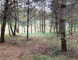 Morizon WP ogłoszenia | Działka na sprzedaż, Zimna Woda, 13700 m² | 4384