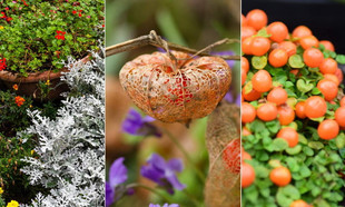 Jesienny ogród – 24 efektowne rośliny, które dodadzą mu kolorów